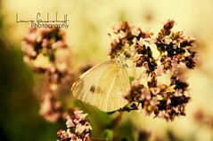 weißer Schmetterling