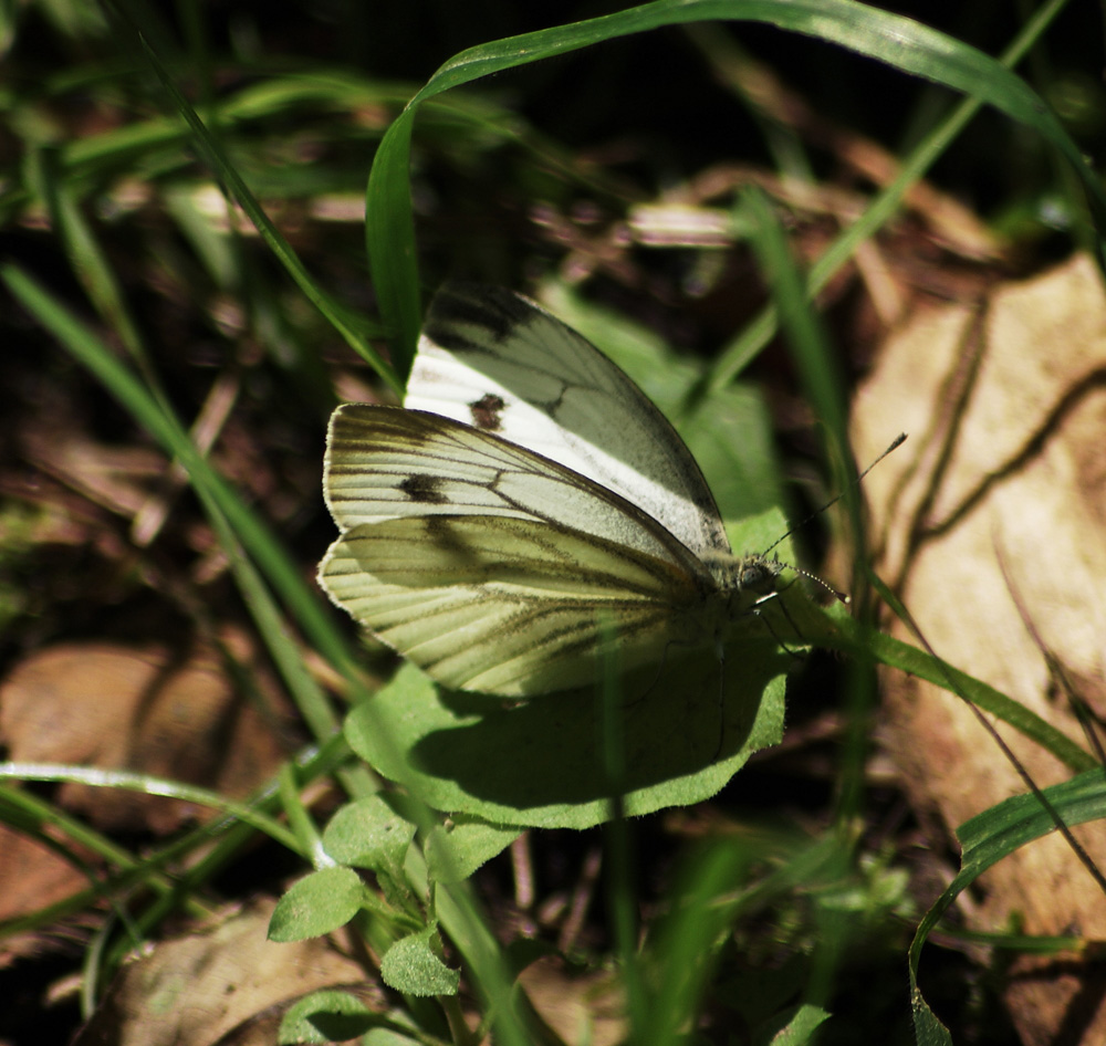 Weißer Schmetterling...