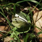 Weißer Schmetterling...