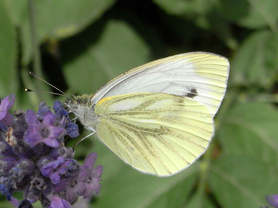 Weisser Schmetterling