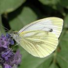 Weisser Schmetterling