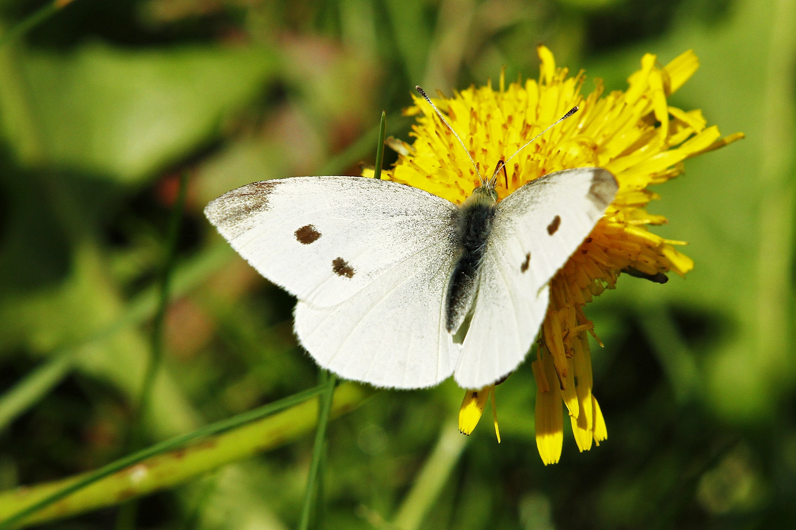 Weißer Schmetterling Foto & Bild | tiere, wildlife, schmetterlinge
