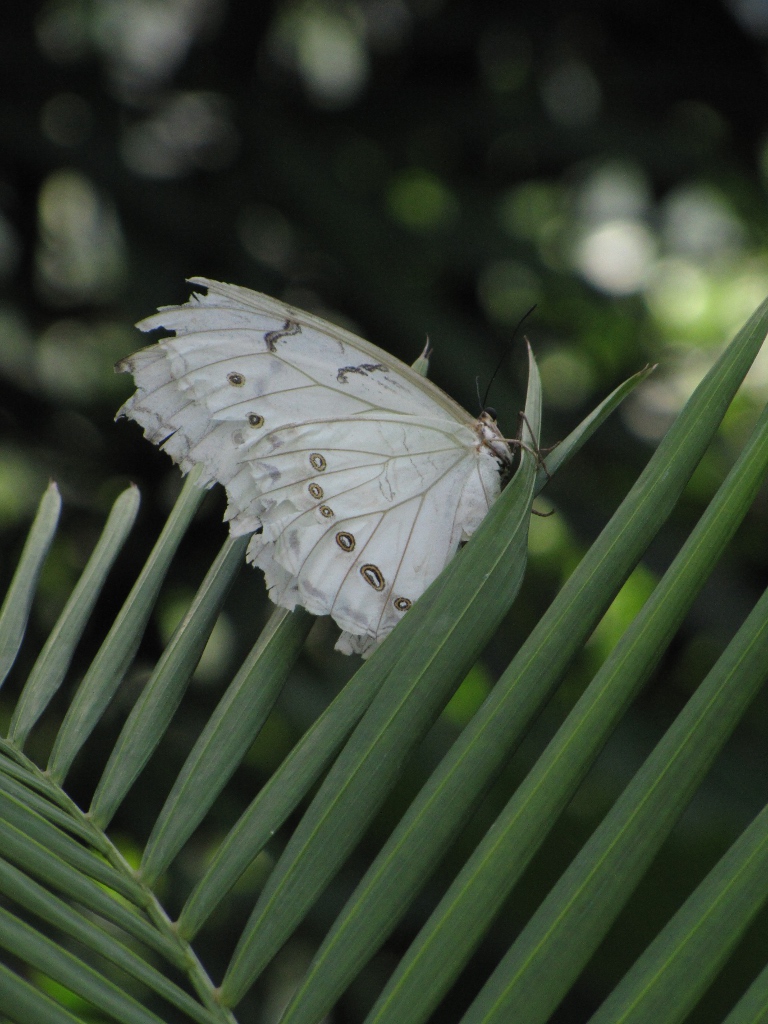 weißer Schmetterling