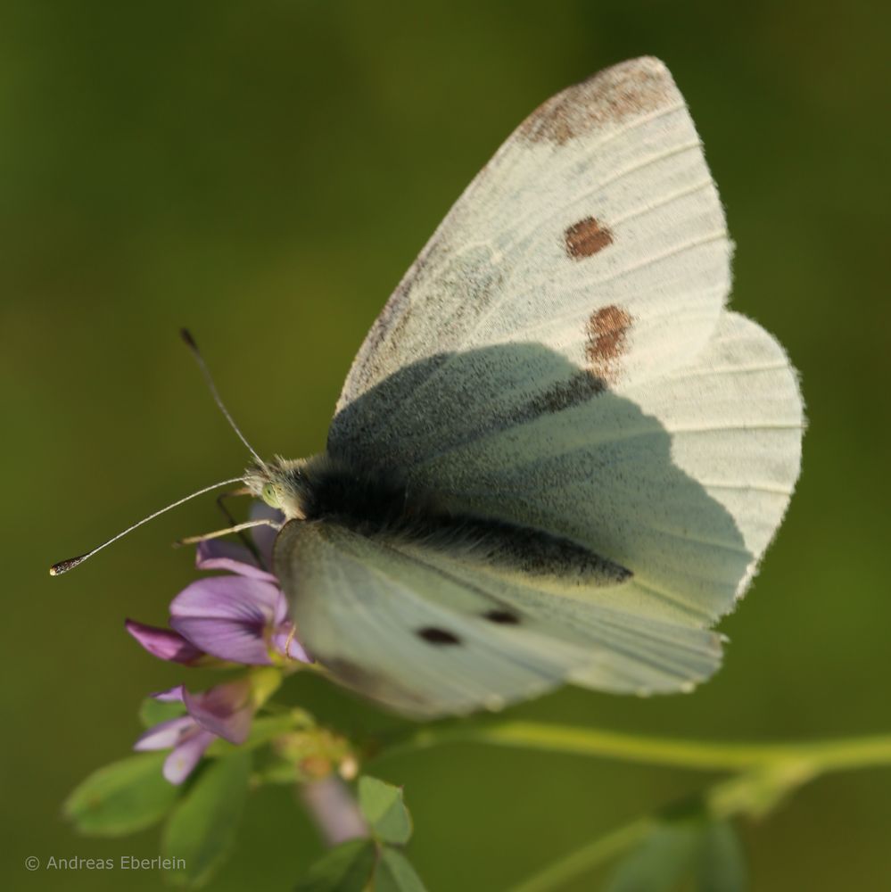 Weißer Schmetterling