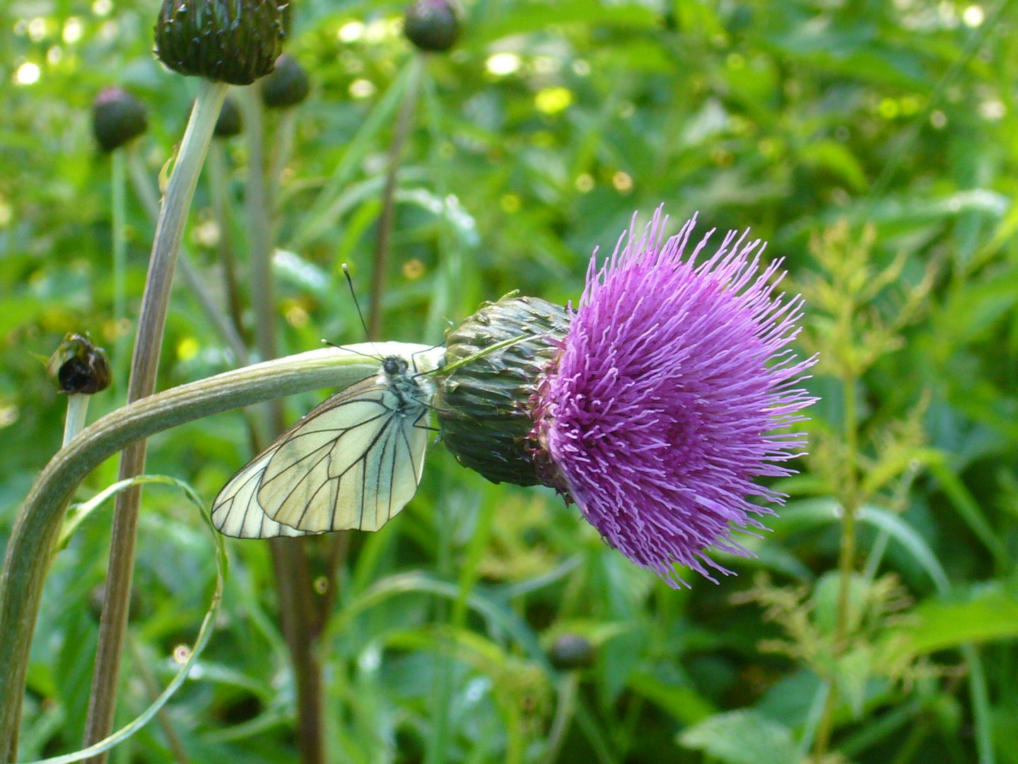 Weißer Schmetterling