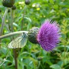 Weißer Schmetterling