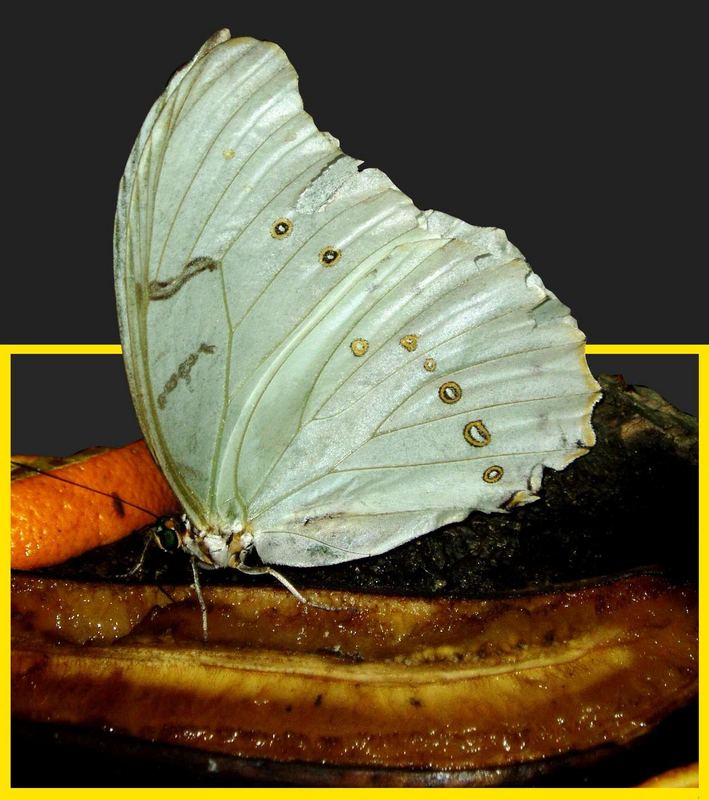 weißer Schmetterling