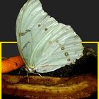 weißer Schmetterling