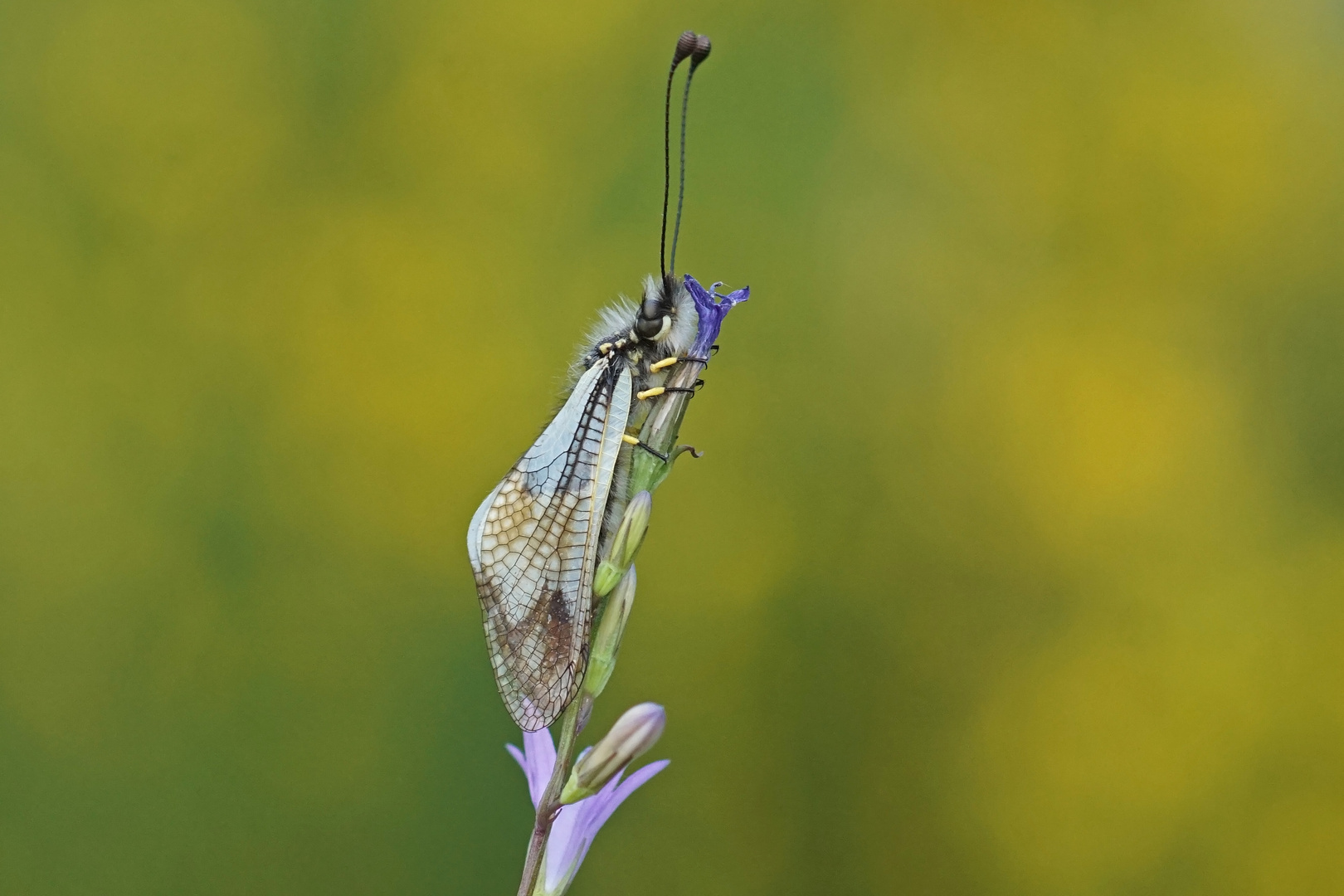 Weißer Schmetterlingshaft (Libelloides lacteus)