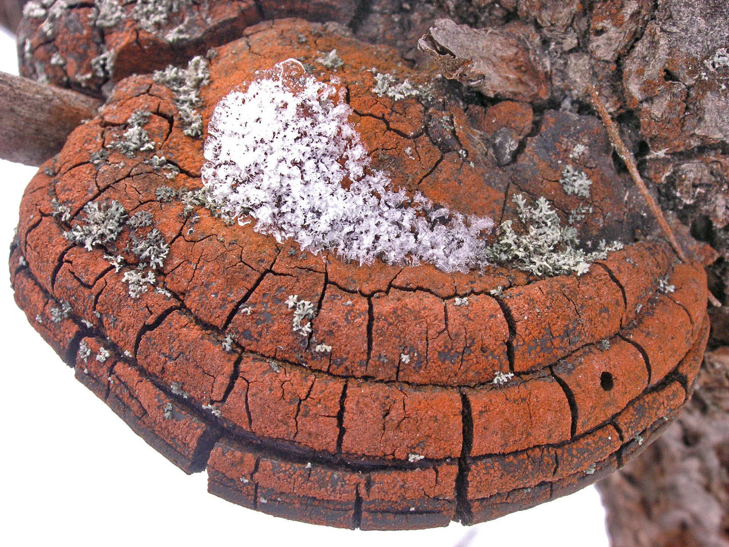 weißer Schnee, graue Flechten und rote Algen auf dem alten Pilz