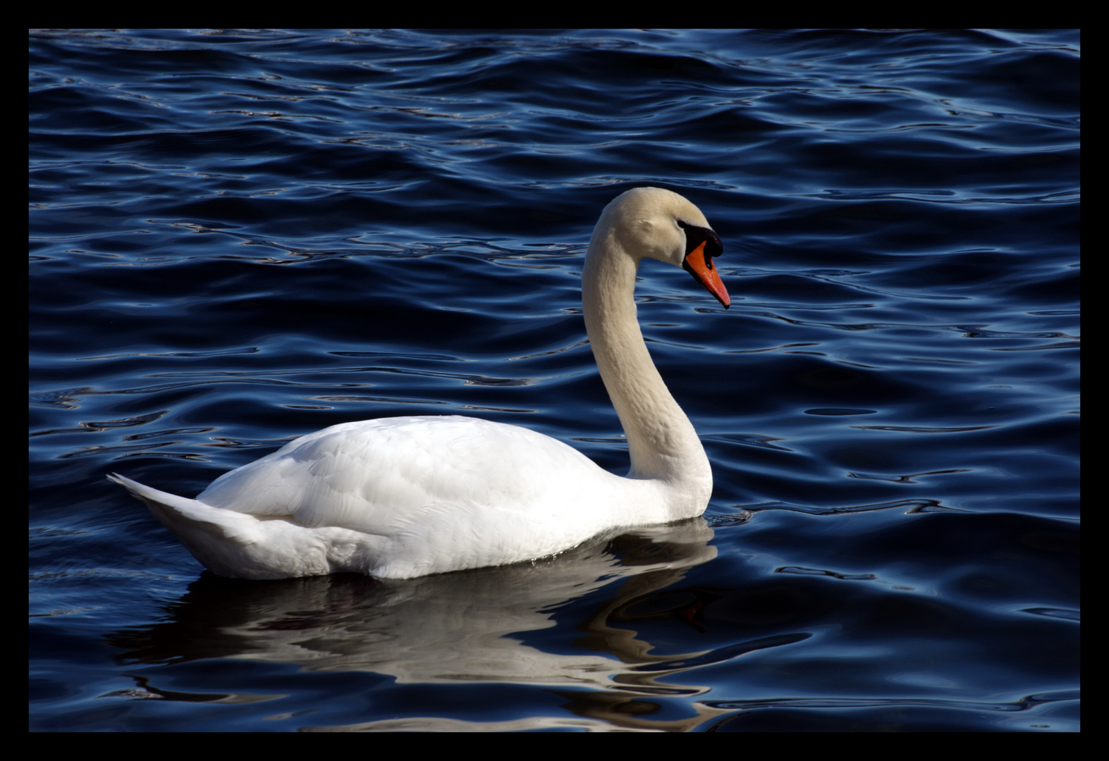 Weisser Schwan Foto & Bild sonstiges, natur Bilder auf