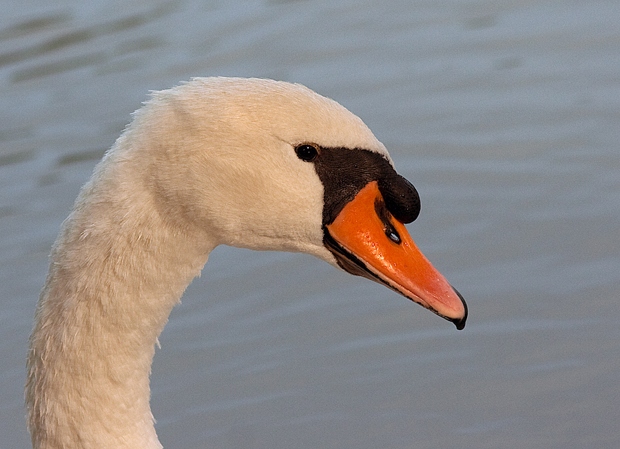 weißer Schwan