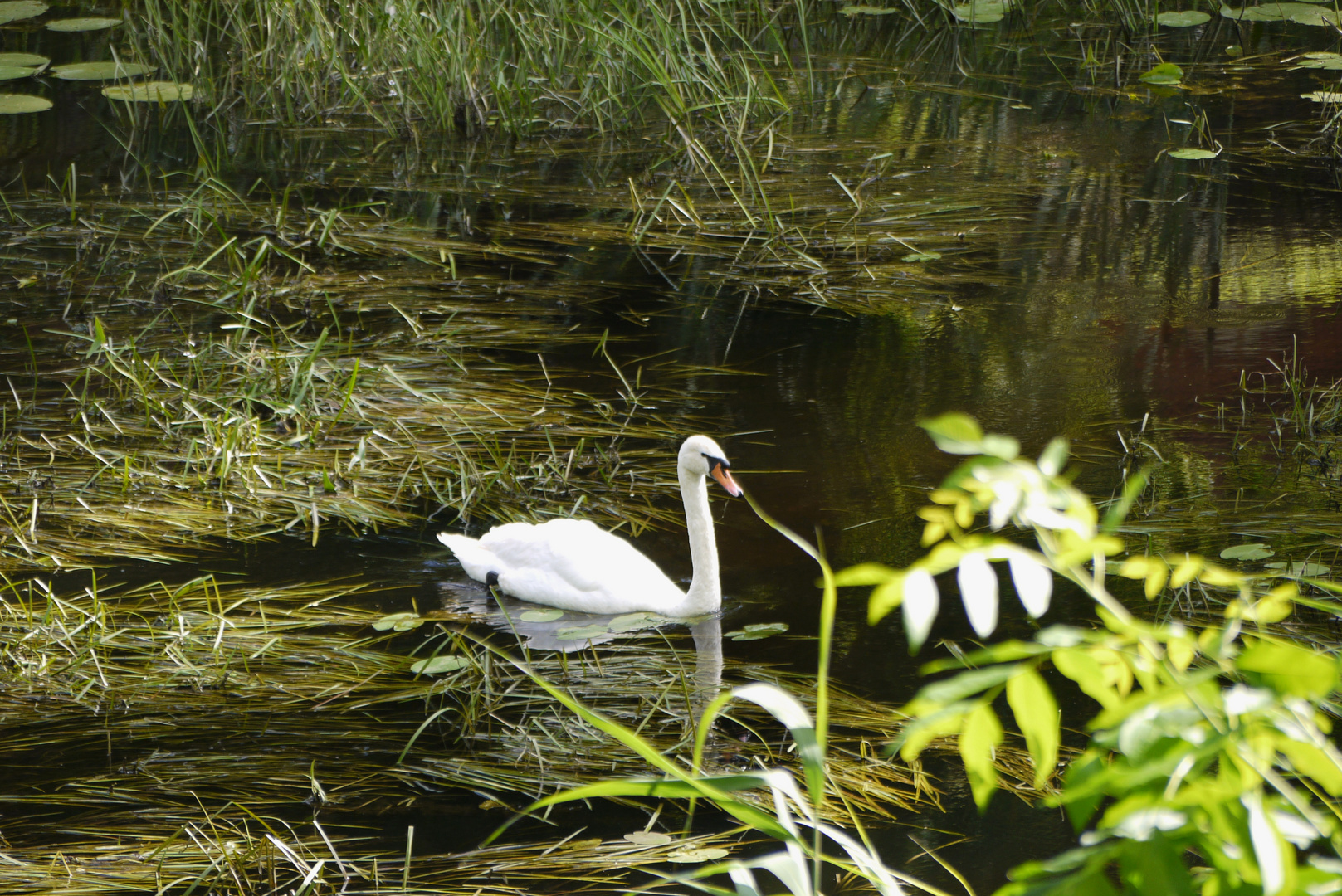 weißer Schwan