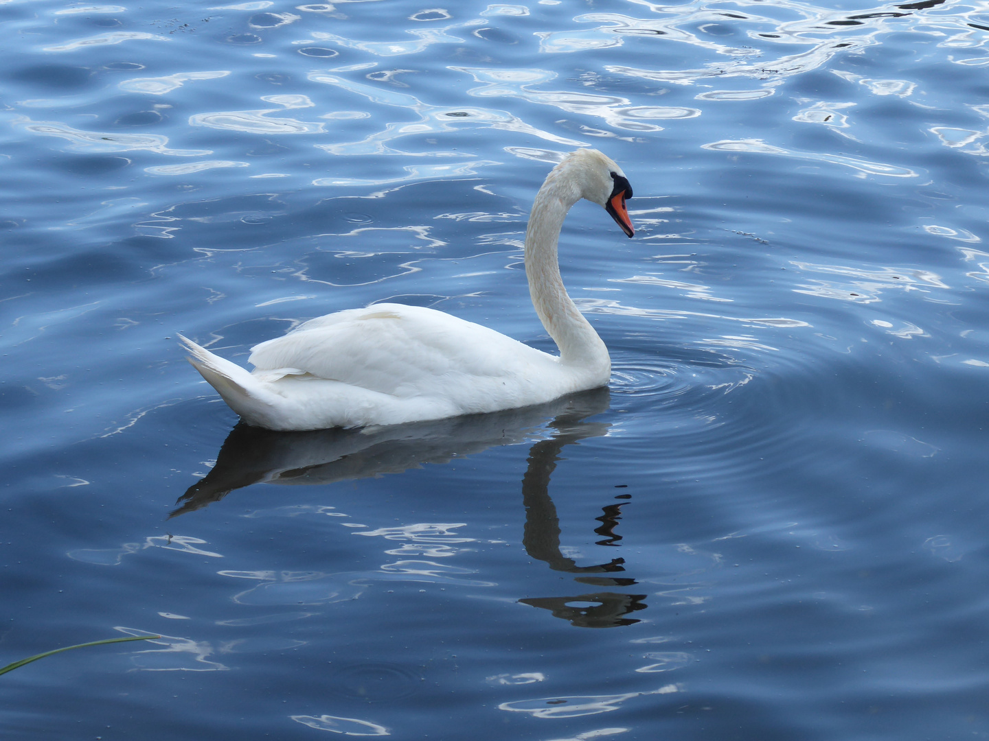 weißer Schwan auf blauem Wasser