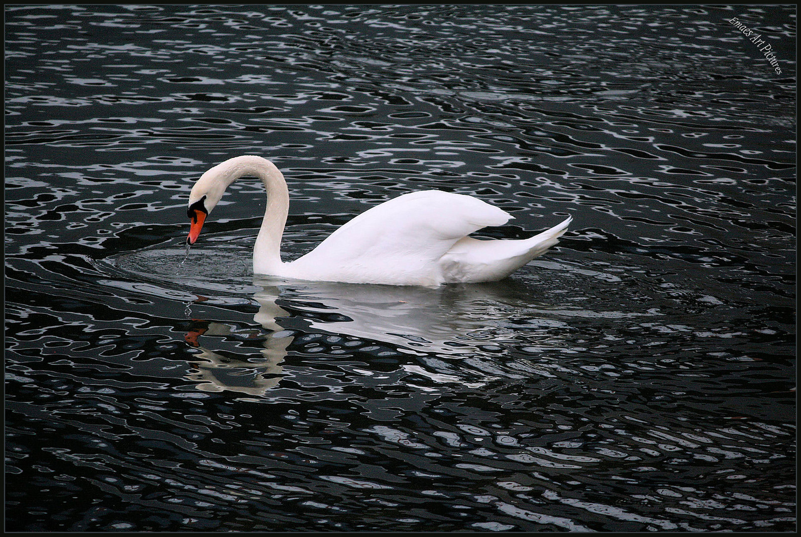 ~~ Weißer Schwan auf schwarzen Wassern ~~