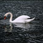 ~~ Weißer Schwan auf schwarzen Wassern ~~