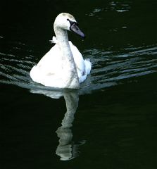 Weisser Schwan