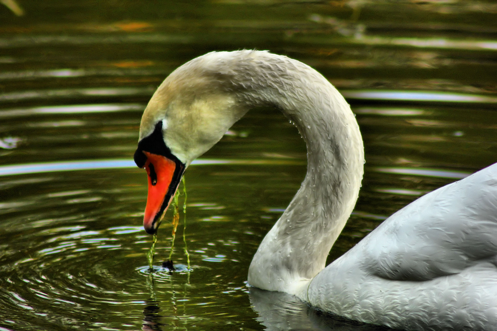 Weißer Schwan