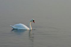 weisser Schwan