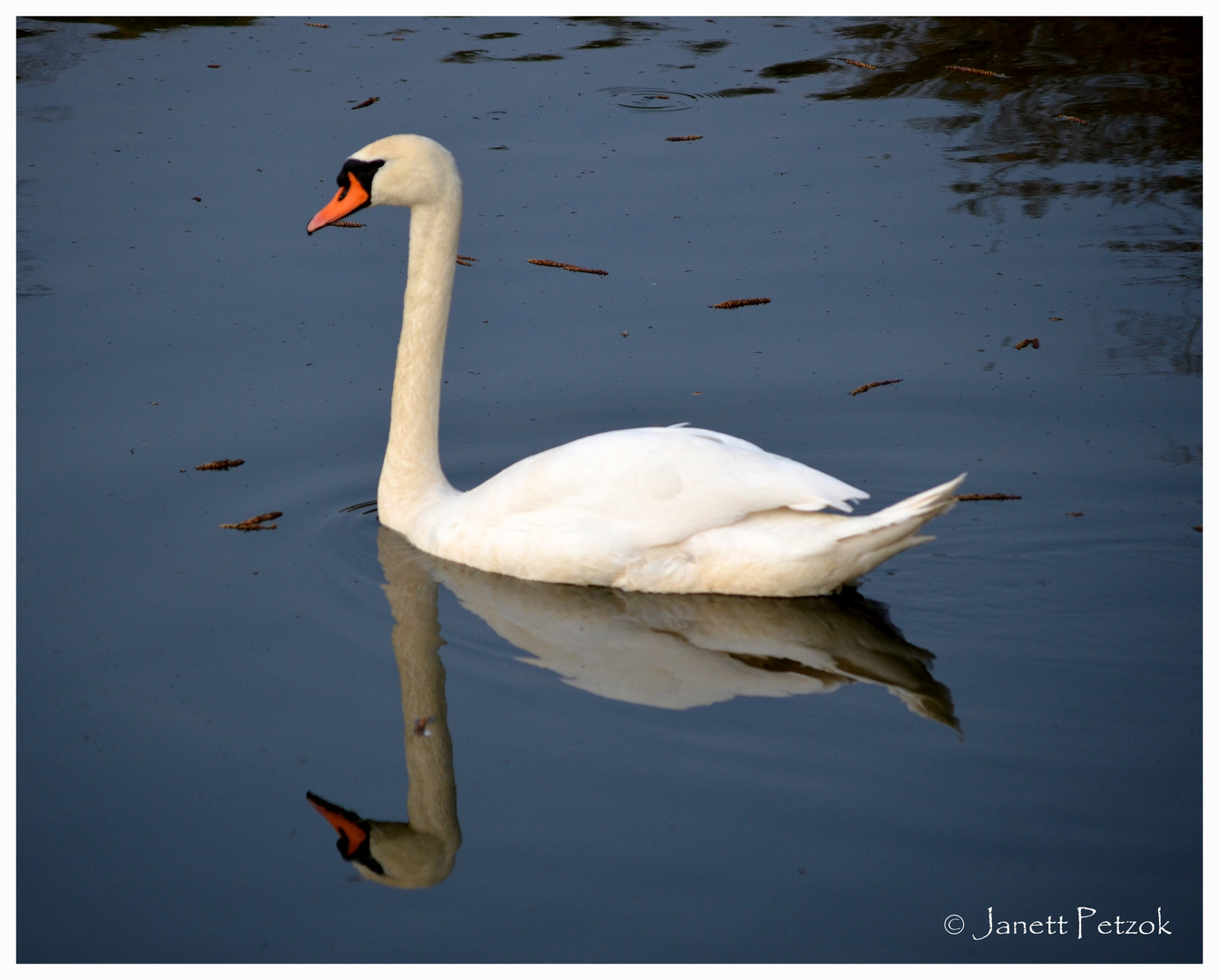 Weißer Schwan im "Witte Schacht" ...