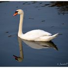 Weißer Schwan im "Witte Schacht" ...