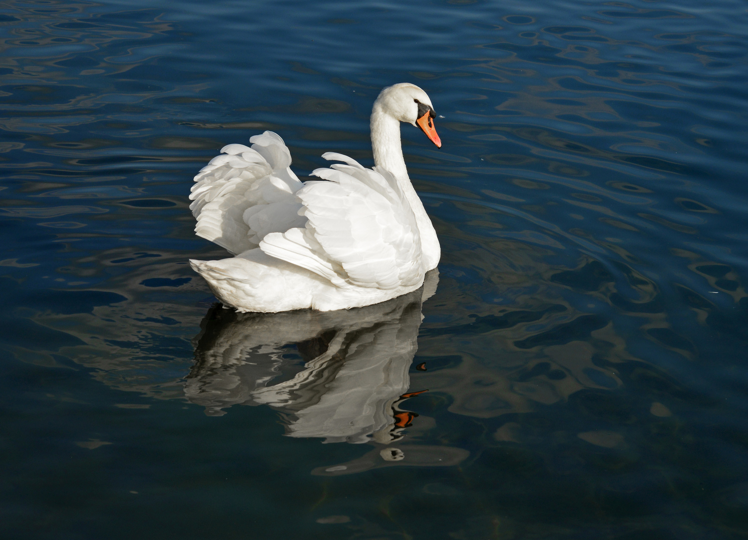 Weisser Schwan, White swan.