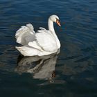 Weisser Schwan, White swan.