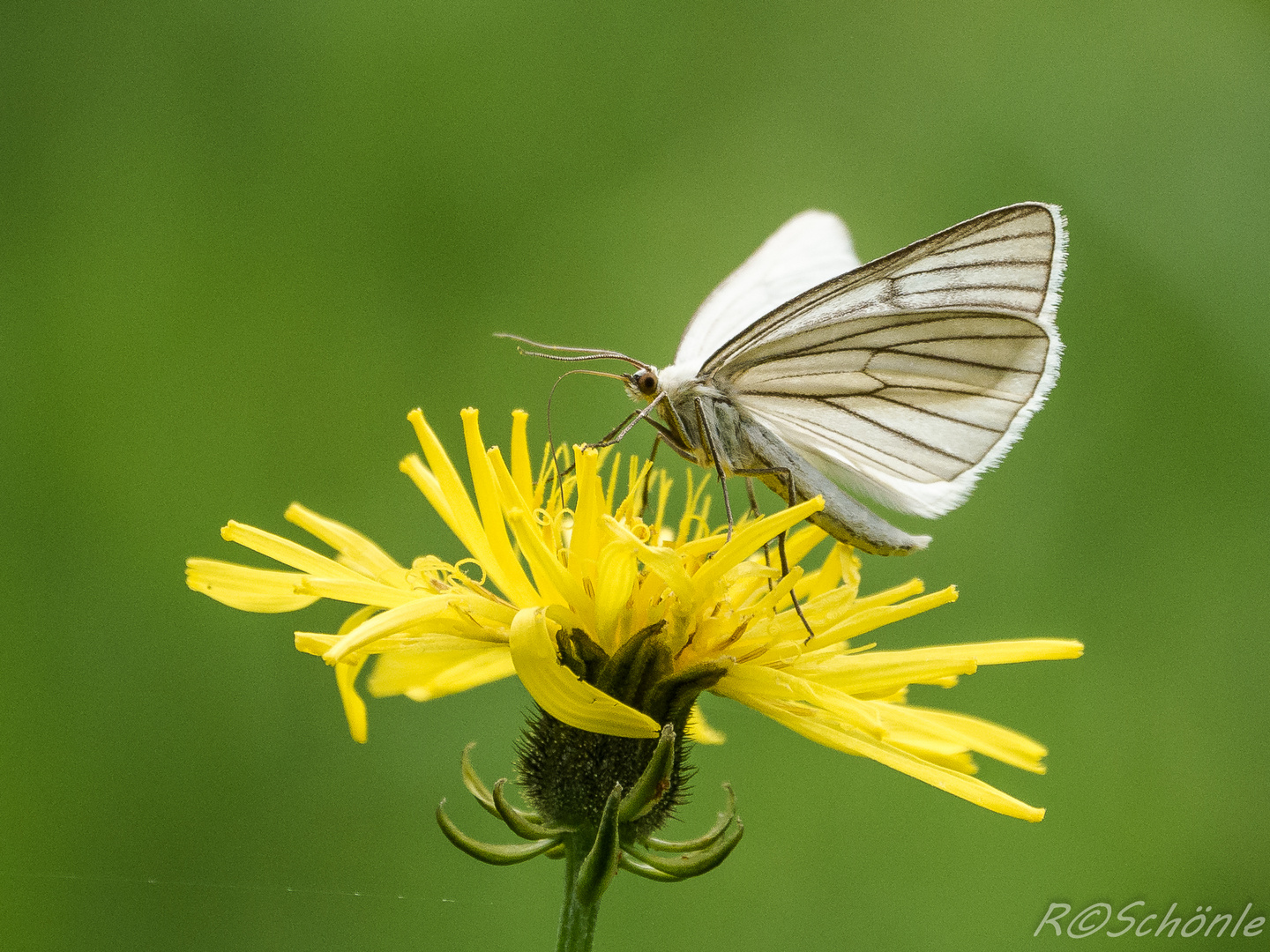 Weißer Schwarzaderspanner (Siona lineata)