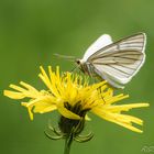 Weißer Schwarzaderspanner (Siona lineata)