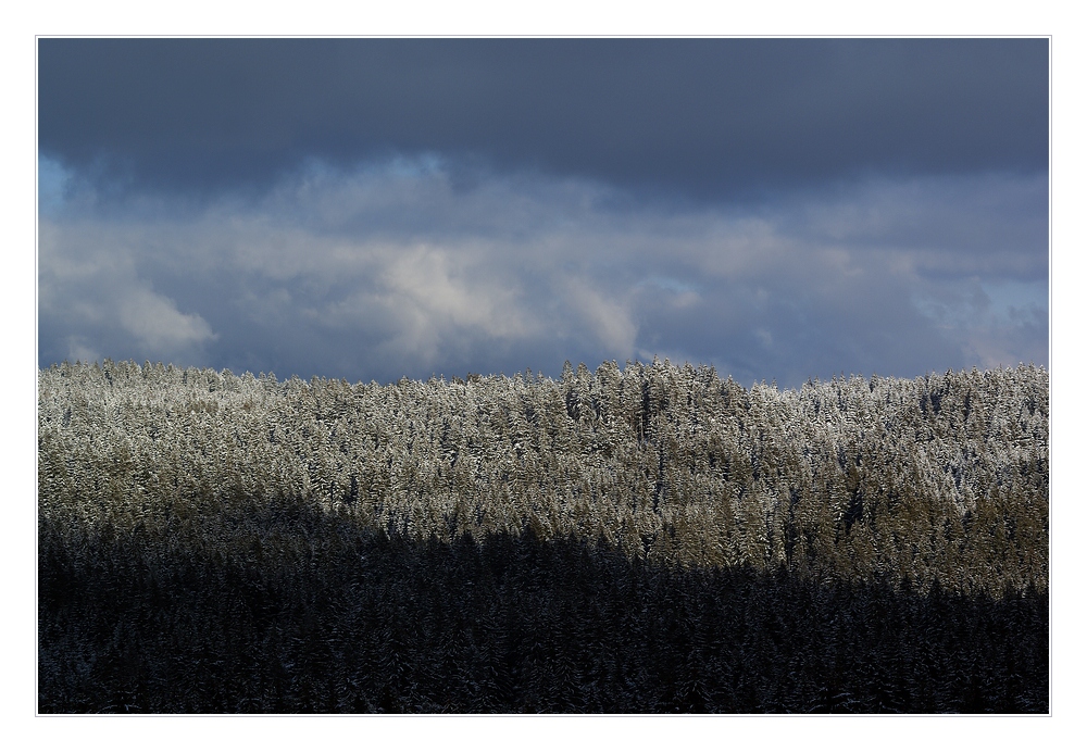 weisser schwarzer Wald