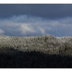 weisser schwarzer Wald