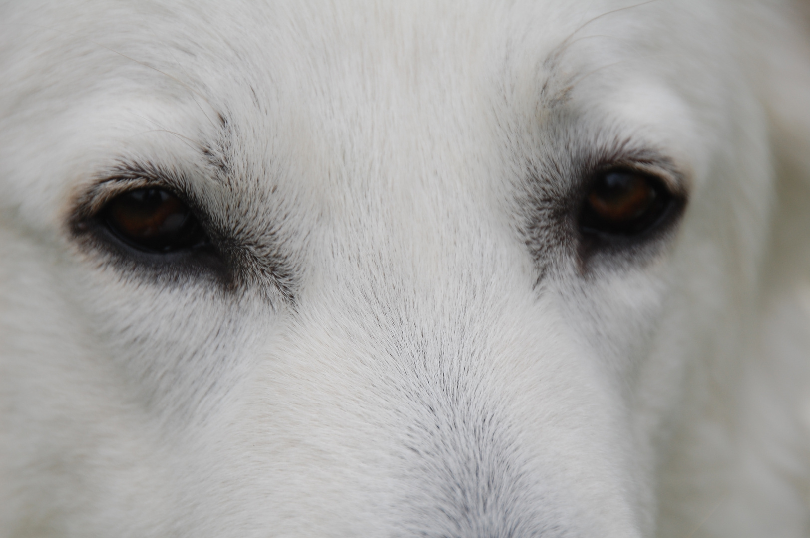 weißer schweizer Schäferhund