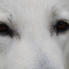 weißer schweizer Schäferhund