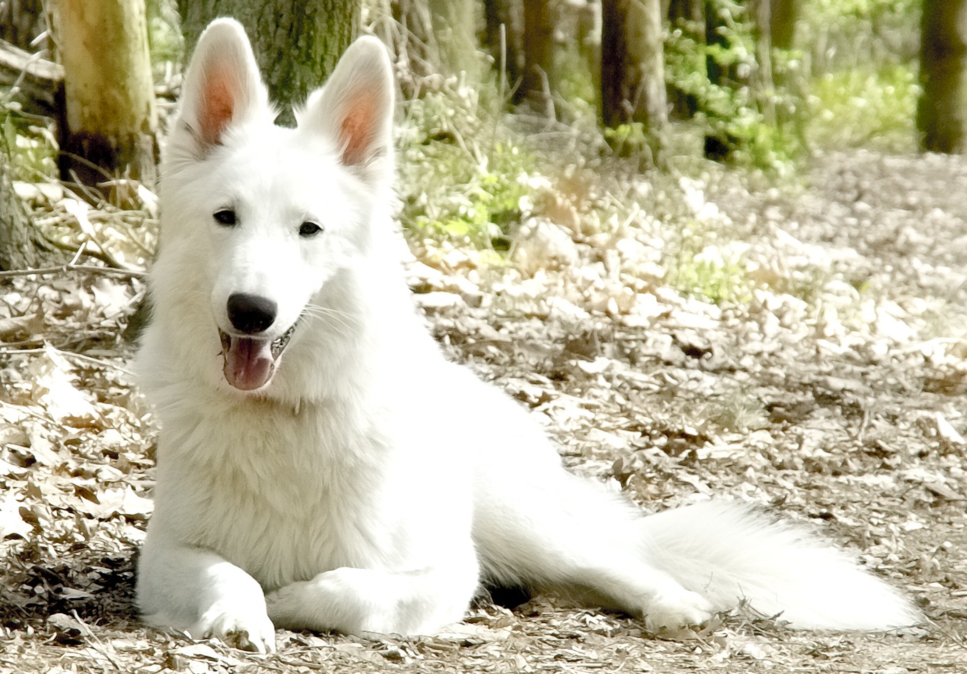 weißer schweizer Schäferhund