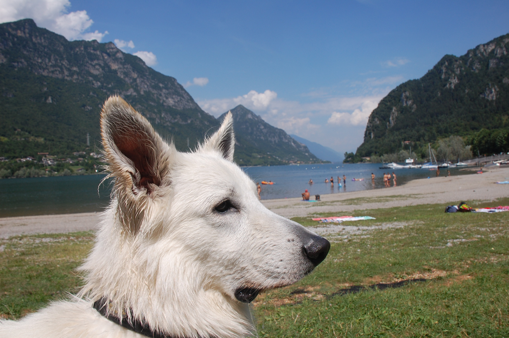 Weißer Schweizer Schäferhund am Lago D'Idro