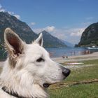 Weißer Schweizer Schäferhund am Lago D'Idro