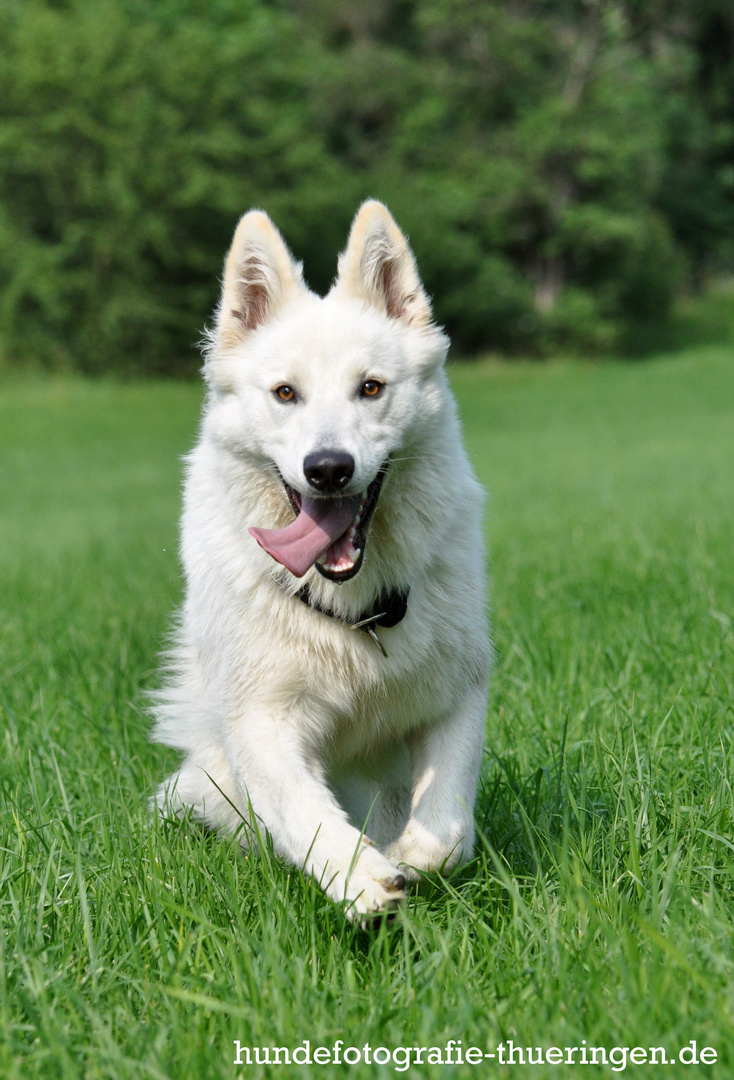 Weißer Schweizer Schäferhund