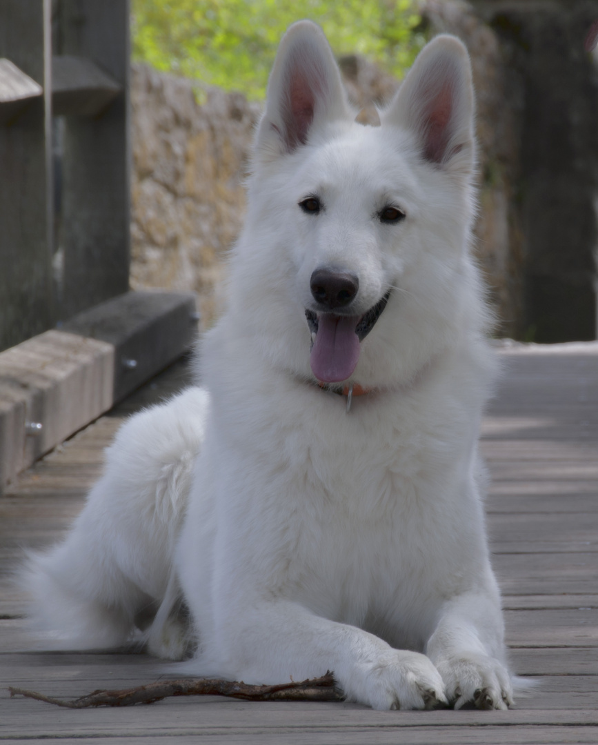 Weißer Schweizer Schäferhund Balin Foto & Bild | tiere ...