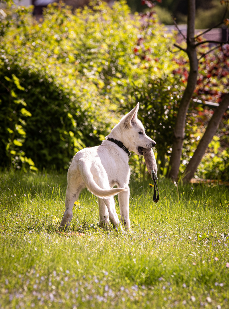 Weißer schweizer Schäferhund Welpe