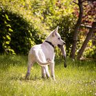 Weißer schweizer Schäferhund Welpe