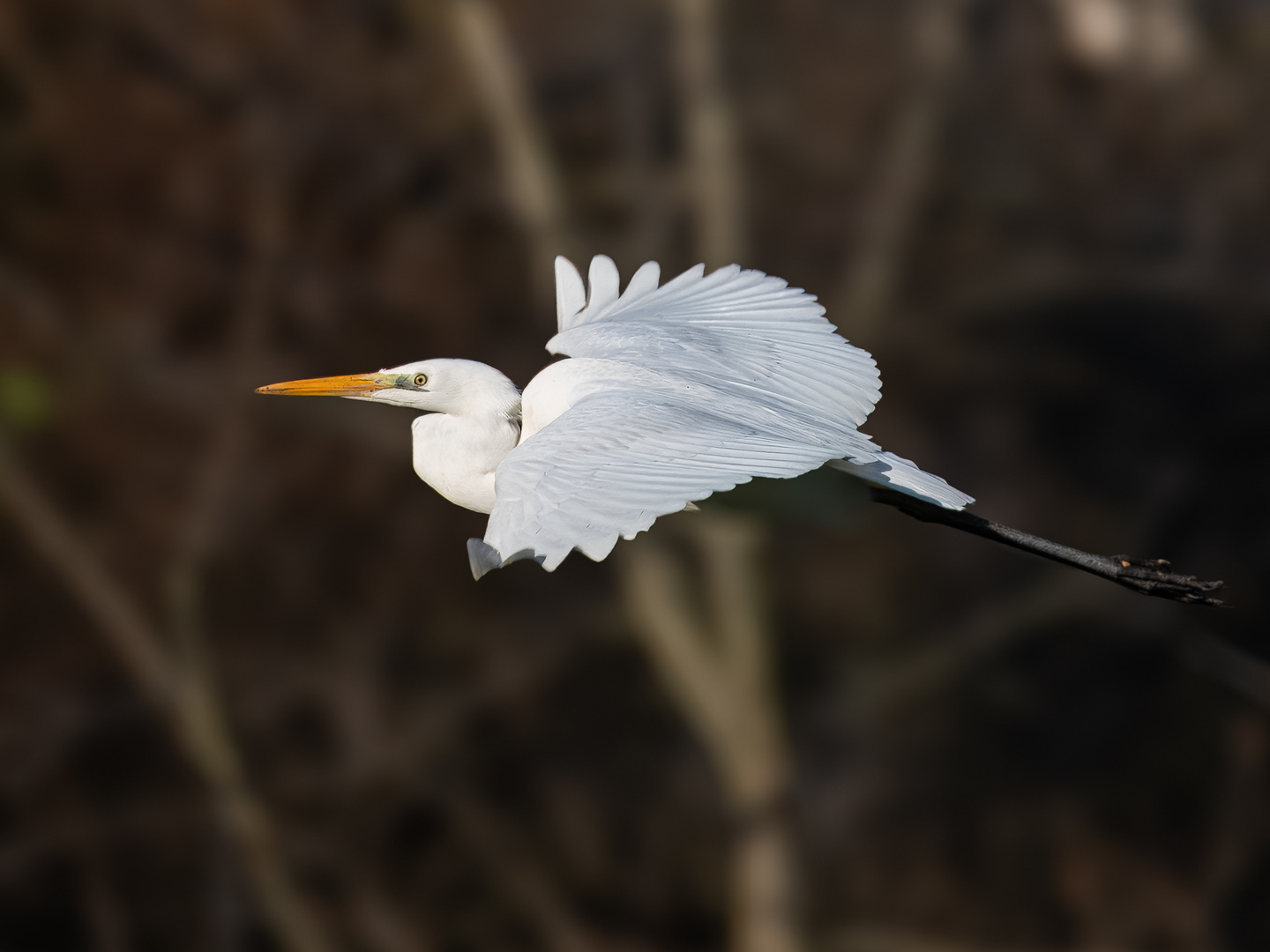 Weißer Segelflieger