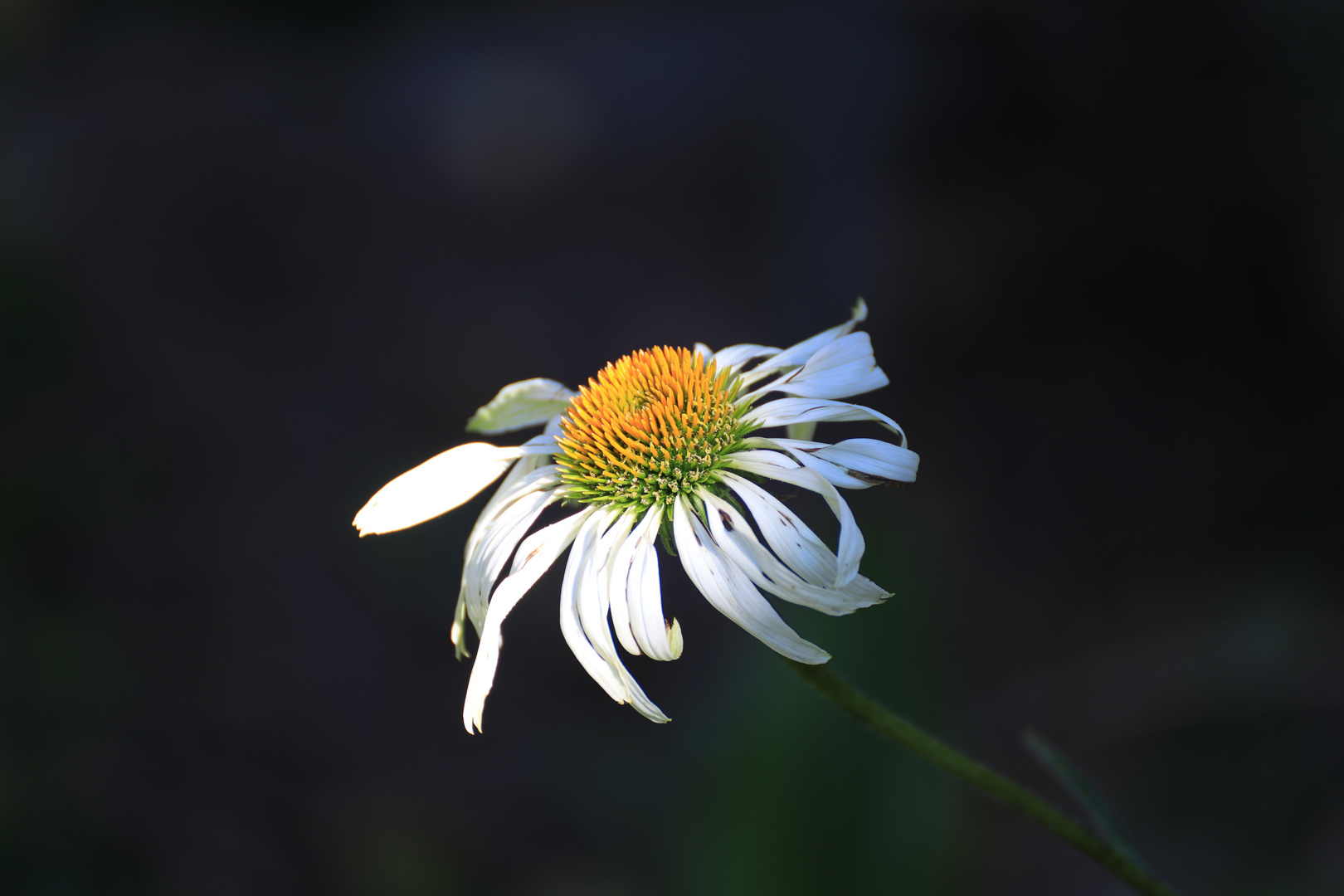 Weißer Sonnenhut 'Alba'