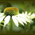 Weißer Sonnenhut ( Echinacea purpurea ' Alba ')