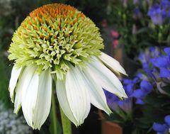 Weisser Sonnenhut (Echinacea purpurea "alba")