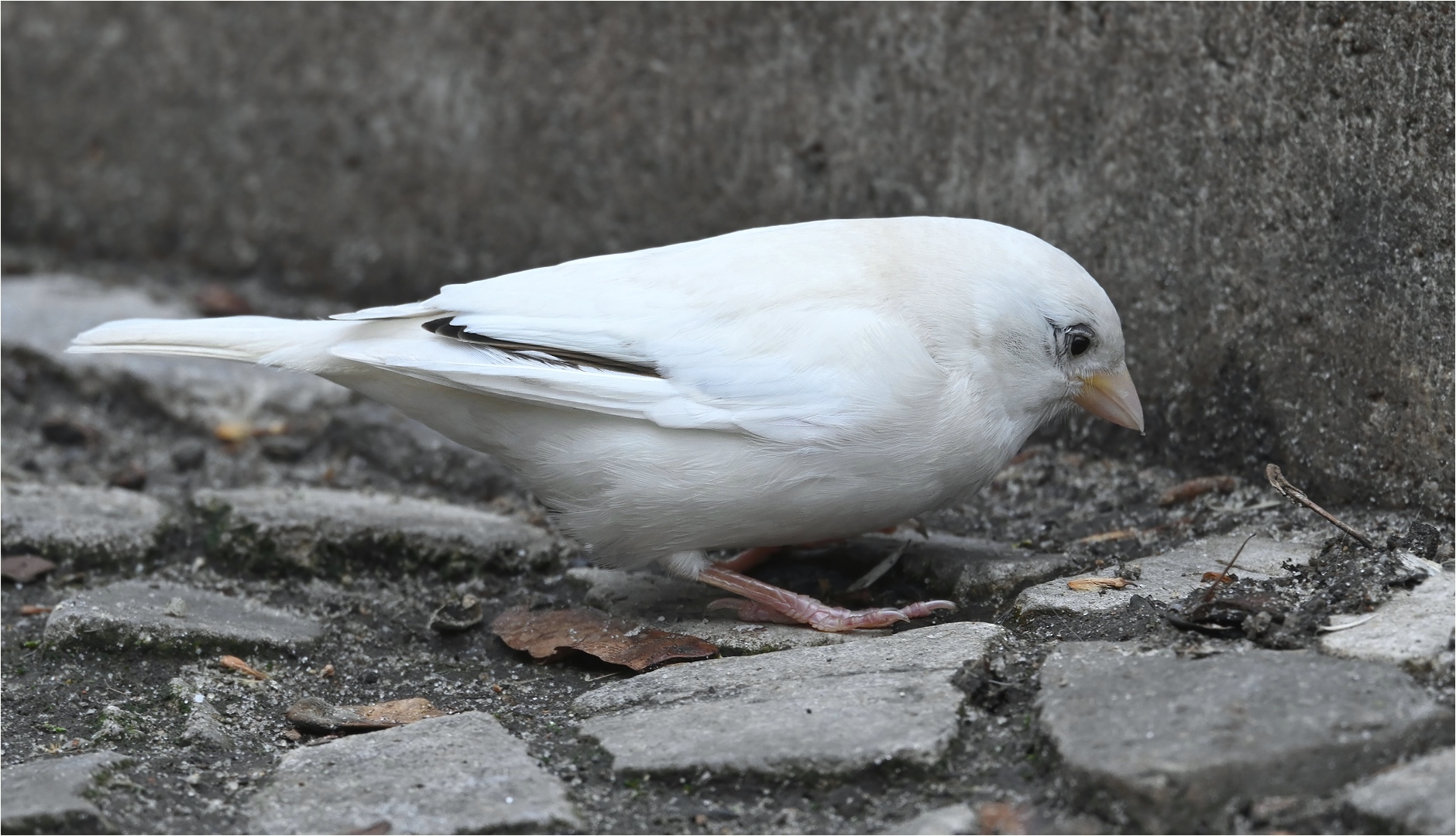 Weißer Spatz