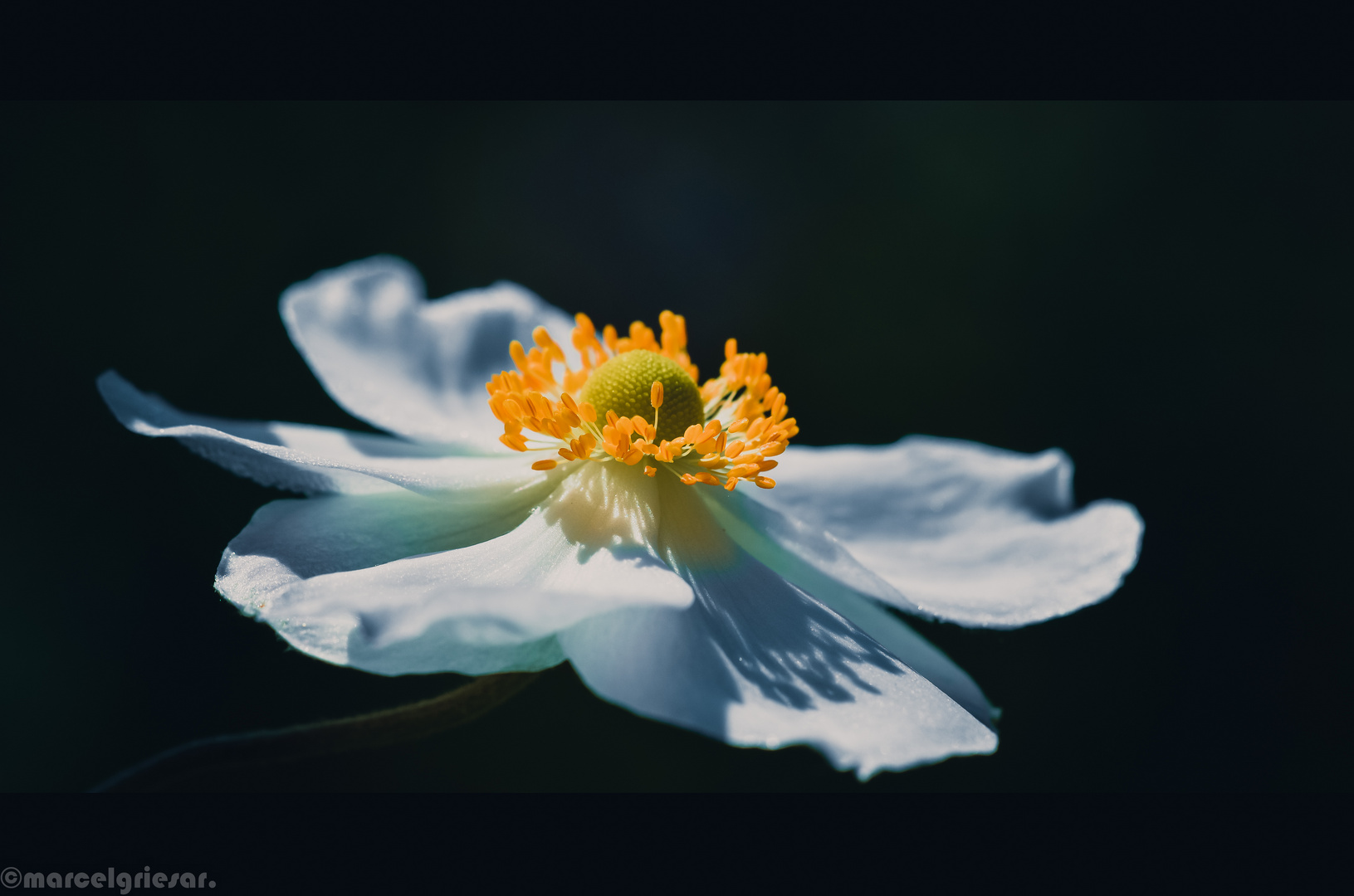 Weißer Stachelmohn 