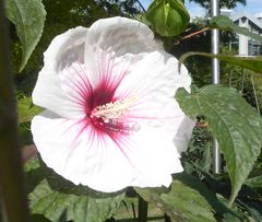 weißer Stauden-Hibiscus mit roter Mitte