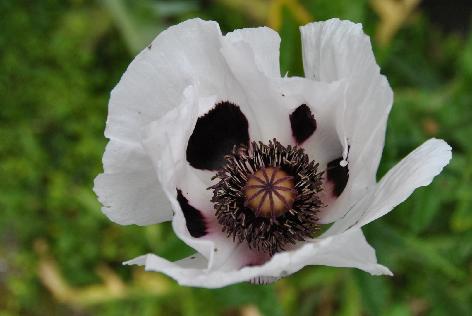 Weißer Staudenmohn