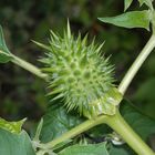 Weißer Stechapfel (Datura stramonium) - unreife Samenkapsel