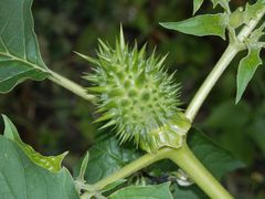 Weißer Stechapfel (Datura stramonium) - unreife Samenkapsel